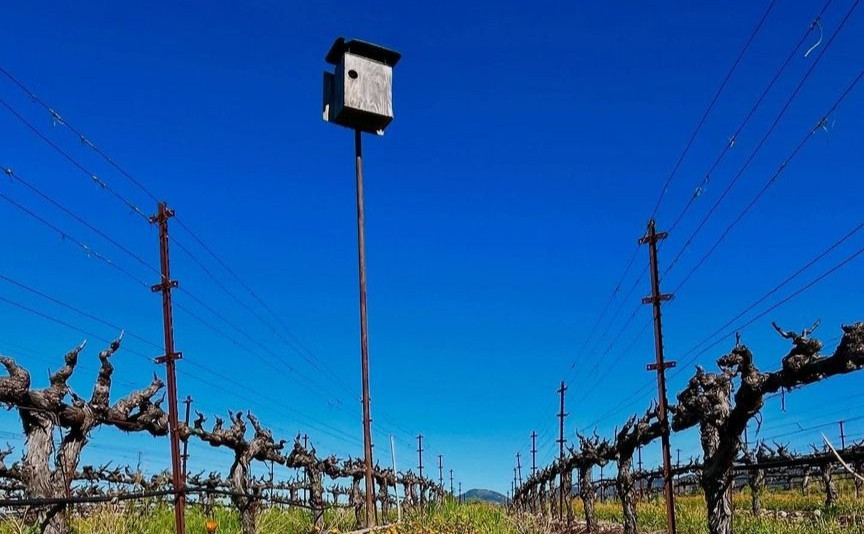 Grgich Hills Estate Winery sove kućica 3 2 