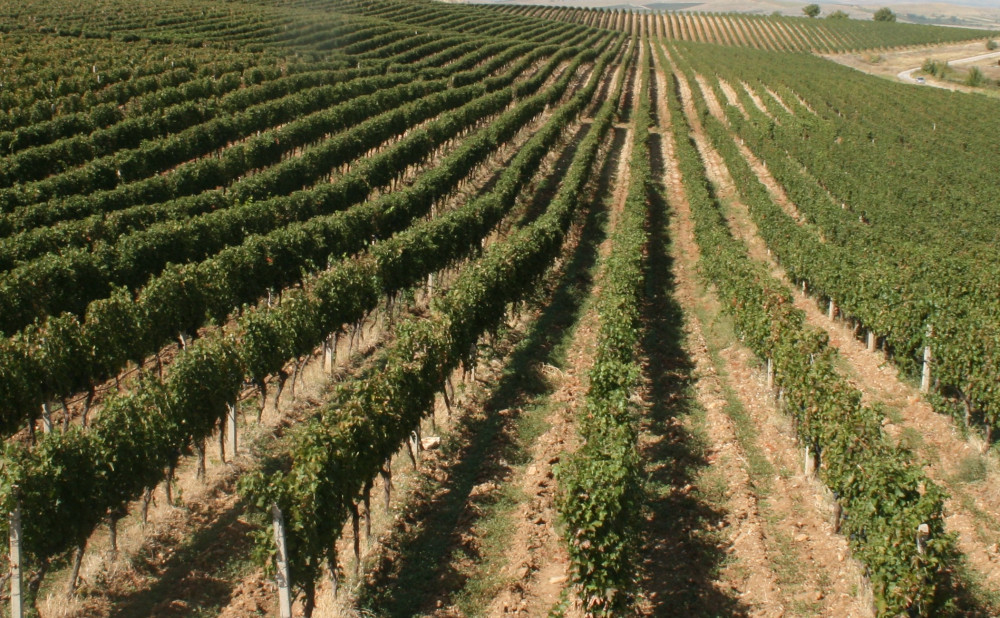 vranec vinogradi