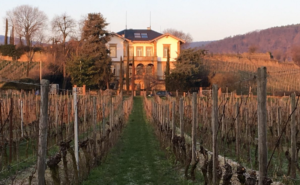 Njemacka-uska-Vinogradi-Deidesheima-1536x739
