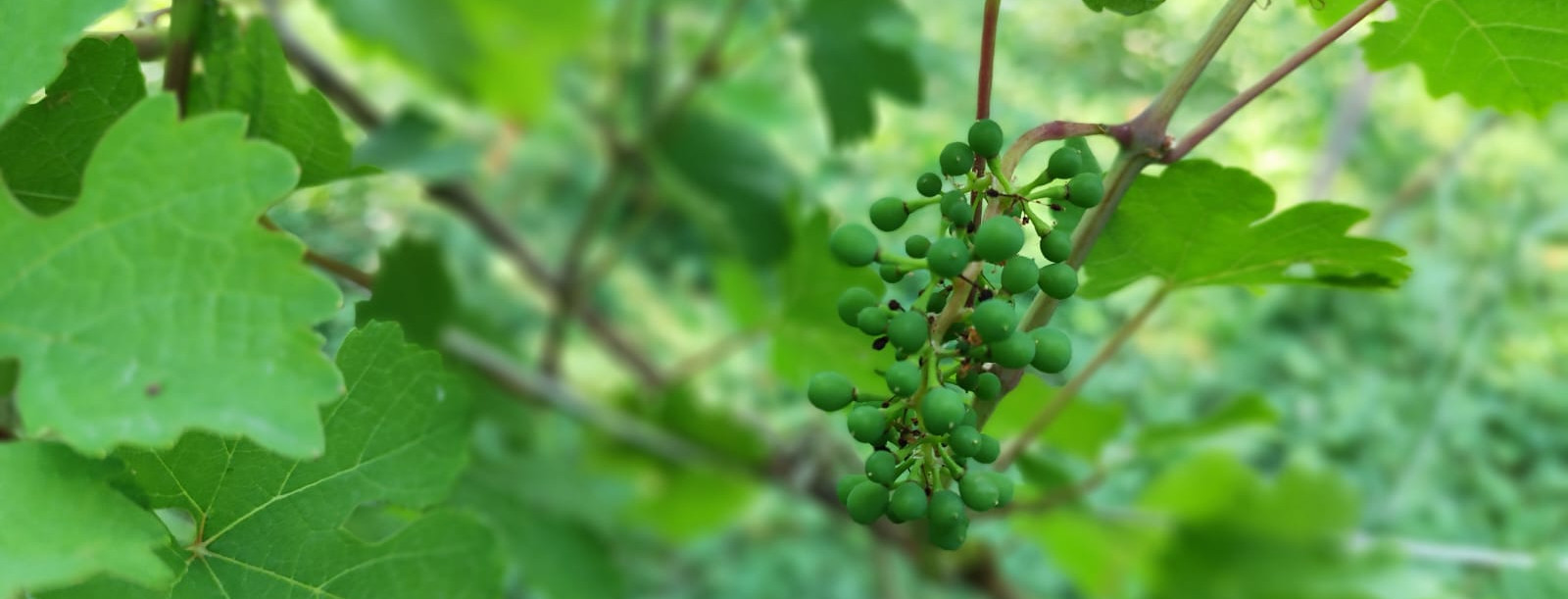 Sveti Ivan Krstitelj slavi se 24. lipnja! Na ljetno Ivanje treba se primiti posla u vinogradu