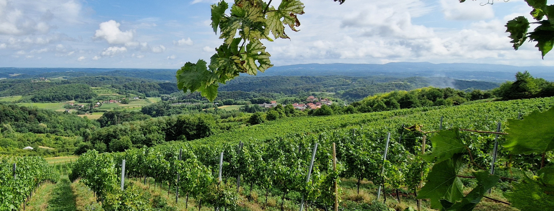 Sedam zagorskih vinarija bit će na festivalu Rizling Raj(n)ski: Stručić, DeMar, Najman, Kopjar, Bolfan, Vuglec i Sokač