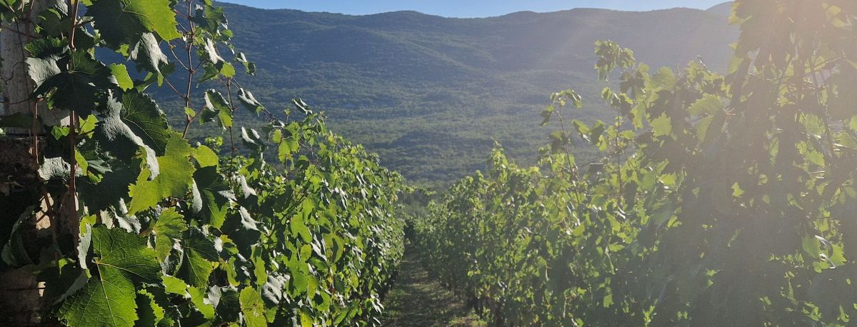U Hrvatskoj je 58 četvornih metara vinograda po stanovniku, a u Moldovi 375