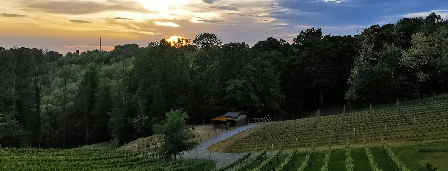 Nedjeljni vinski haiku: Vinograd u svibnju