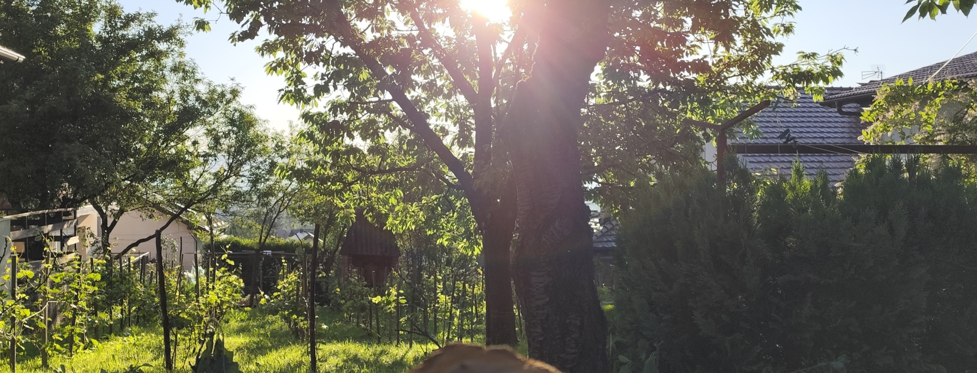 Nedjeljni vinski haiku: Šljiva i trešnja