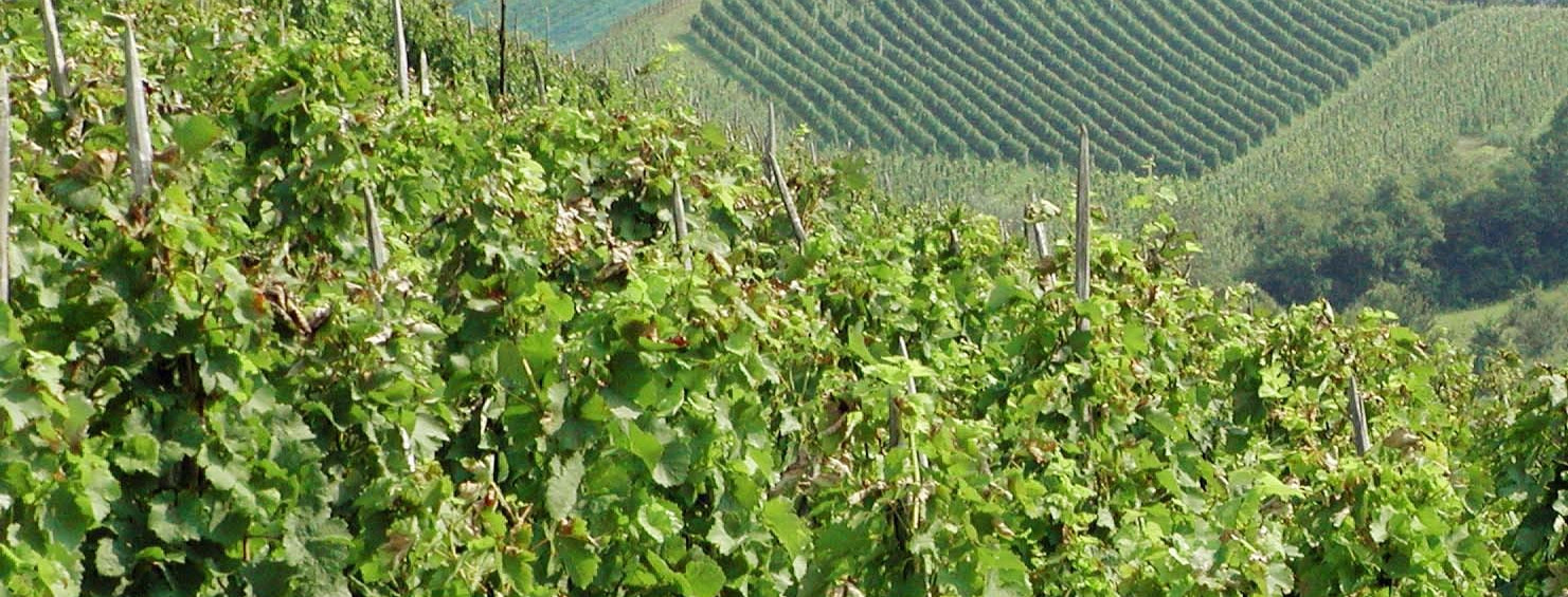Rizling Raj(n)ski je 22. studenog! S Plešivice stižu Braje, Erdoro, Ivančić Family Winery, Korak, Lagradi, Sirovica i Šember
