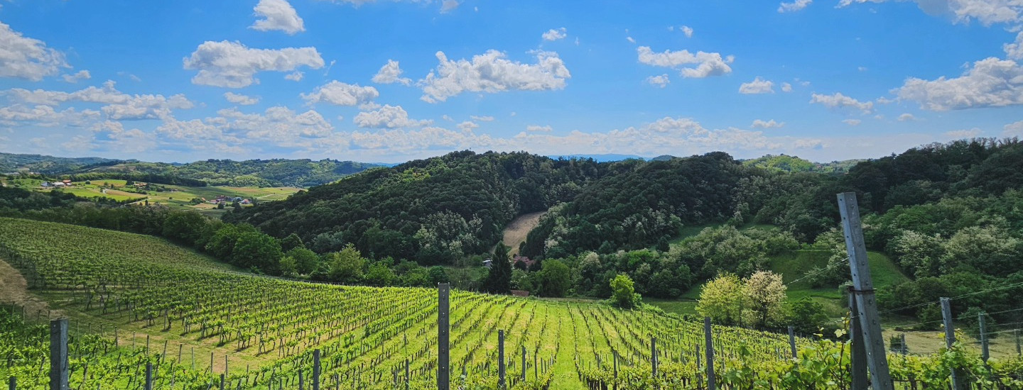 Vinogradi s pogledom na Vuglec bregu: 13. lipnja upoznajte 17 zagorskih vinarija